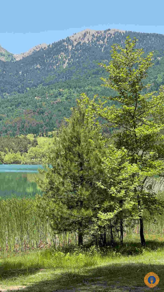 Lake Doxa - Walk in the Alps of Corinthia by George, our Gastronomic correspondent from “Taste Local Greece” - Gastronomy Tours view through the trees 1 - Gastronomy Tours